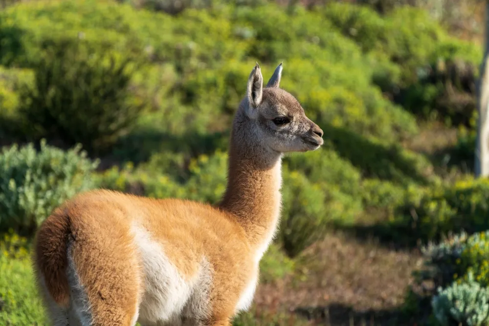 Guanaco