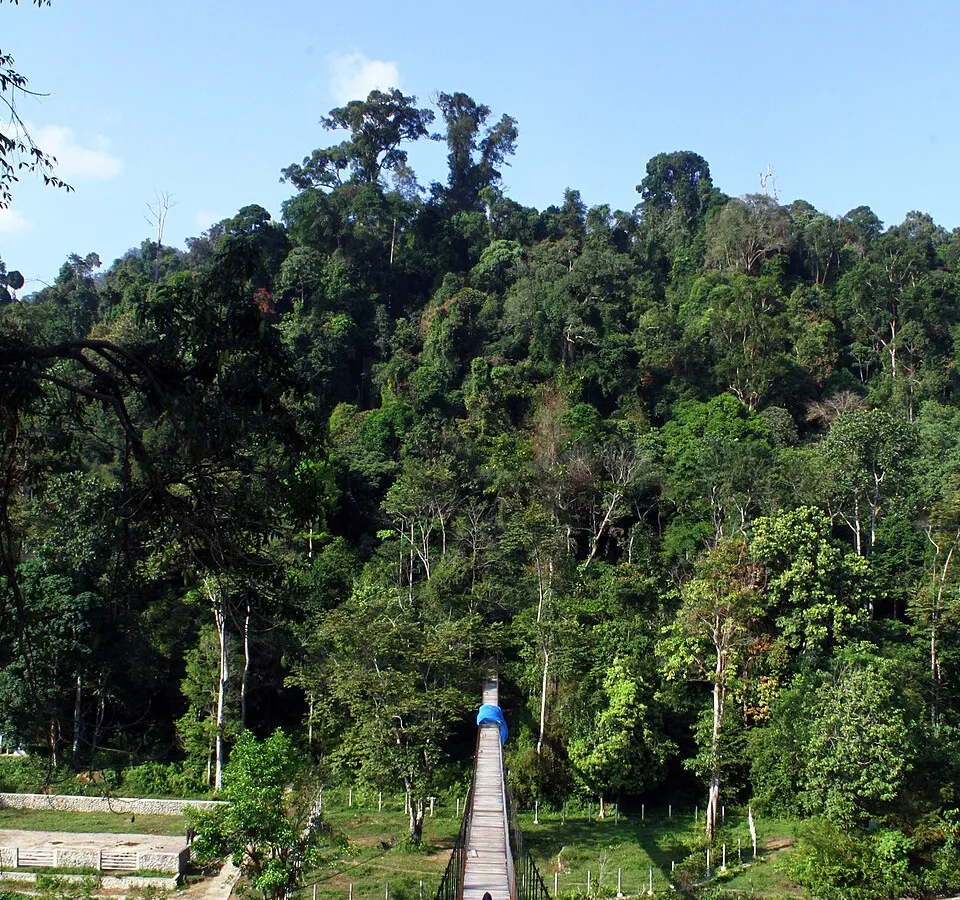 A wild Sumatran orangutan in the Gunung Leuser canopy.