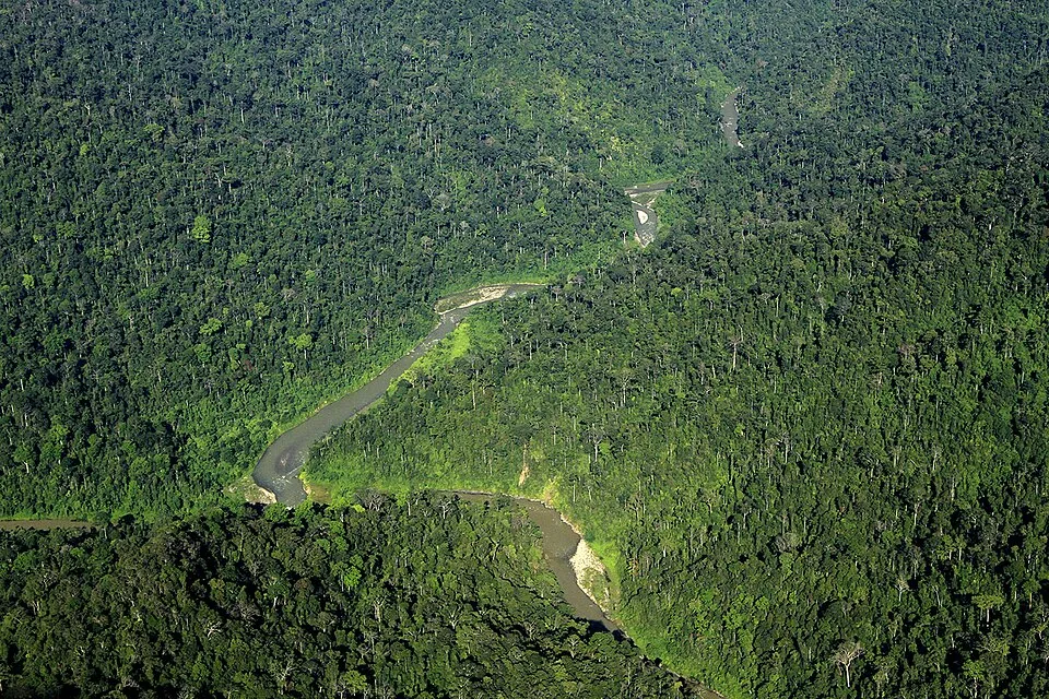 Orangutan trek