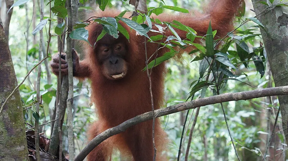 Forest primates