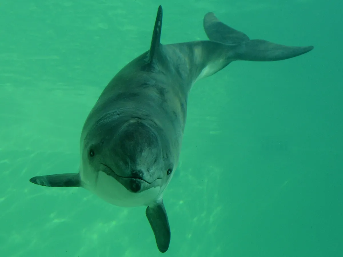 Harbour porpoise
