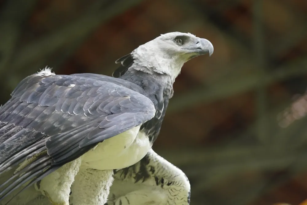 Harpy eagle