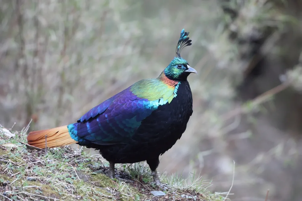 Himalayan monal