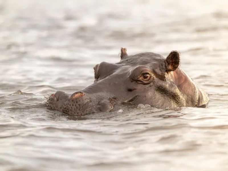 Hippo