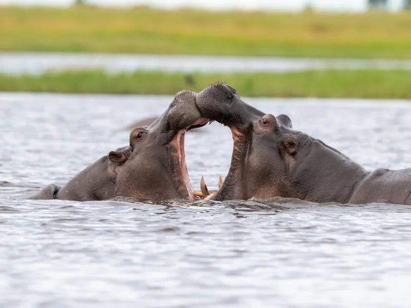 A herd of elephants drinking and crossing the Chobe River.