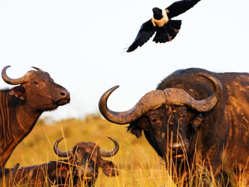 Buffalo
