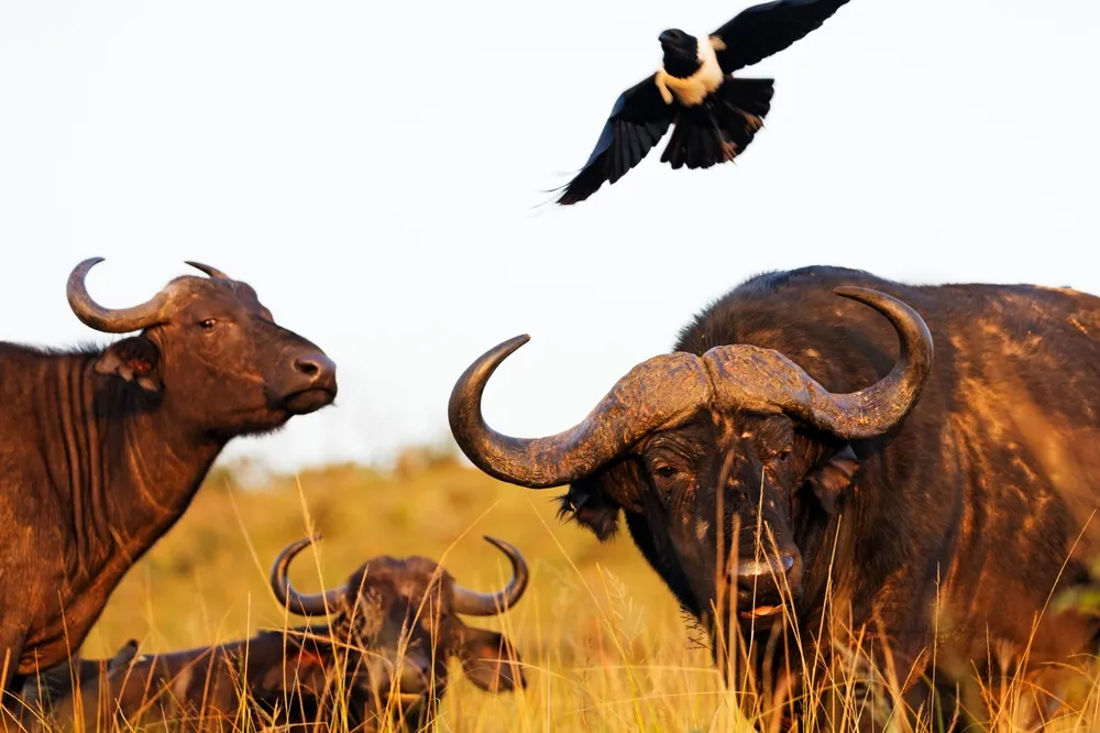 Kwazulu Natal Wildlife