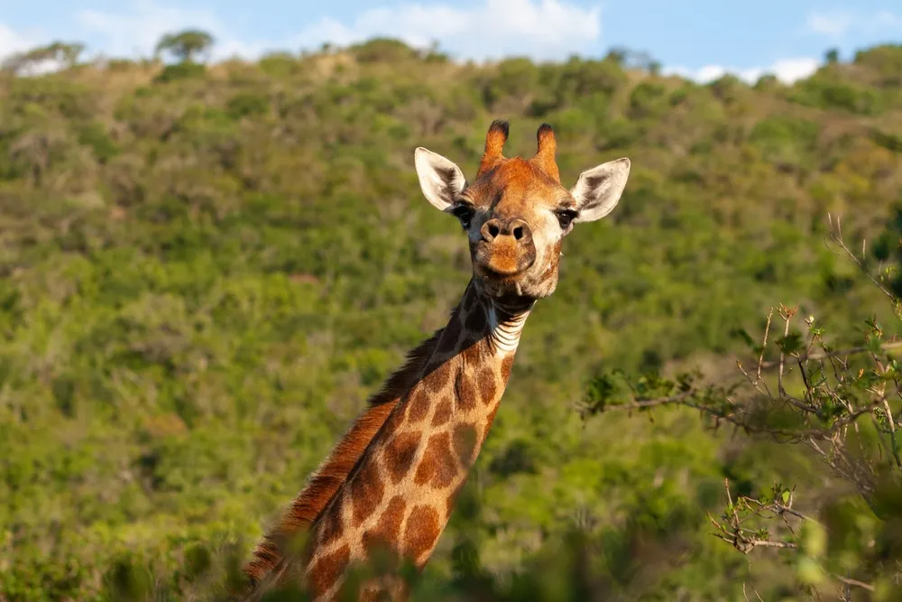 Drakensberg and Safari