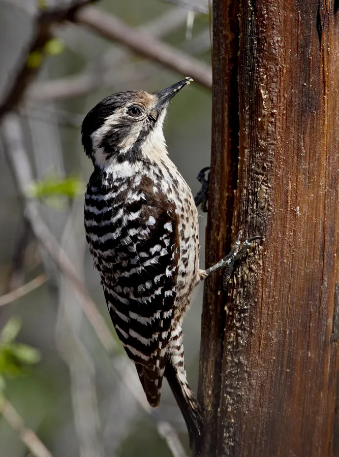 Hoffmann's woodpecker