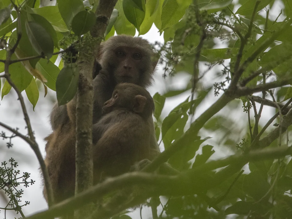 A hoolock gibbon swinging through high evergreen canopy.
