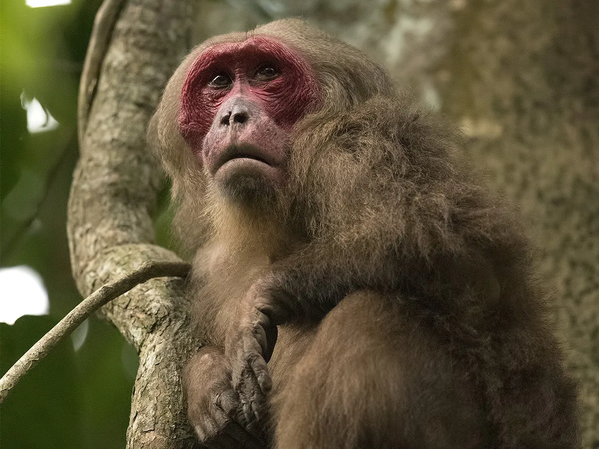 Primate diversity