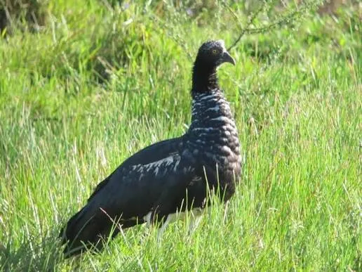 Horned screamer