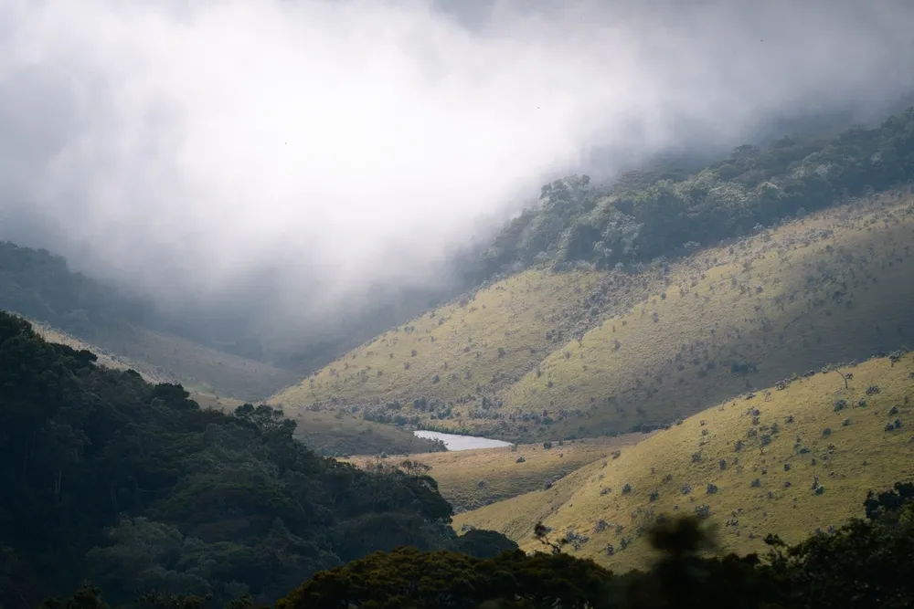 Misty montane grassland on the Horton Plains plateau.