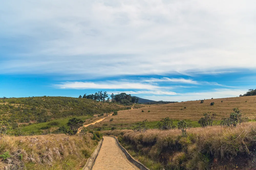 Montane birding