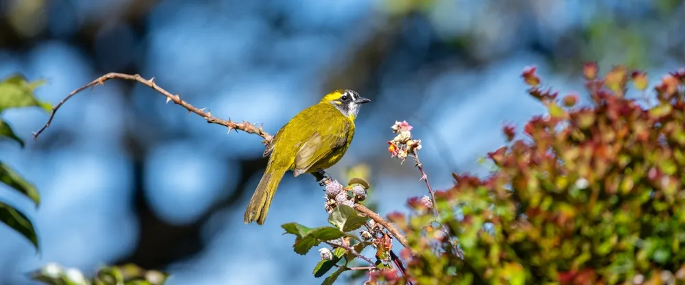 Horton Plains National Park — montane plateau.