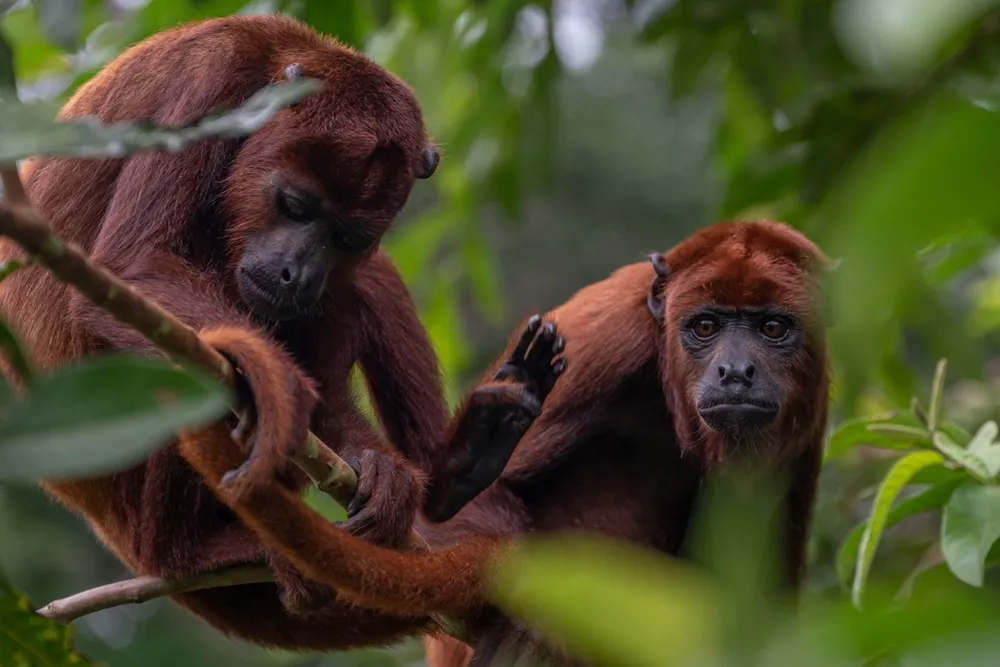 Howler monkey