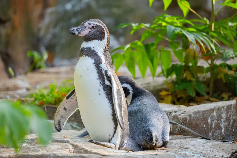 Humboldt penguin