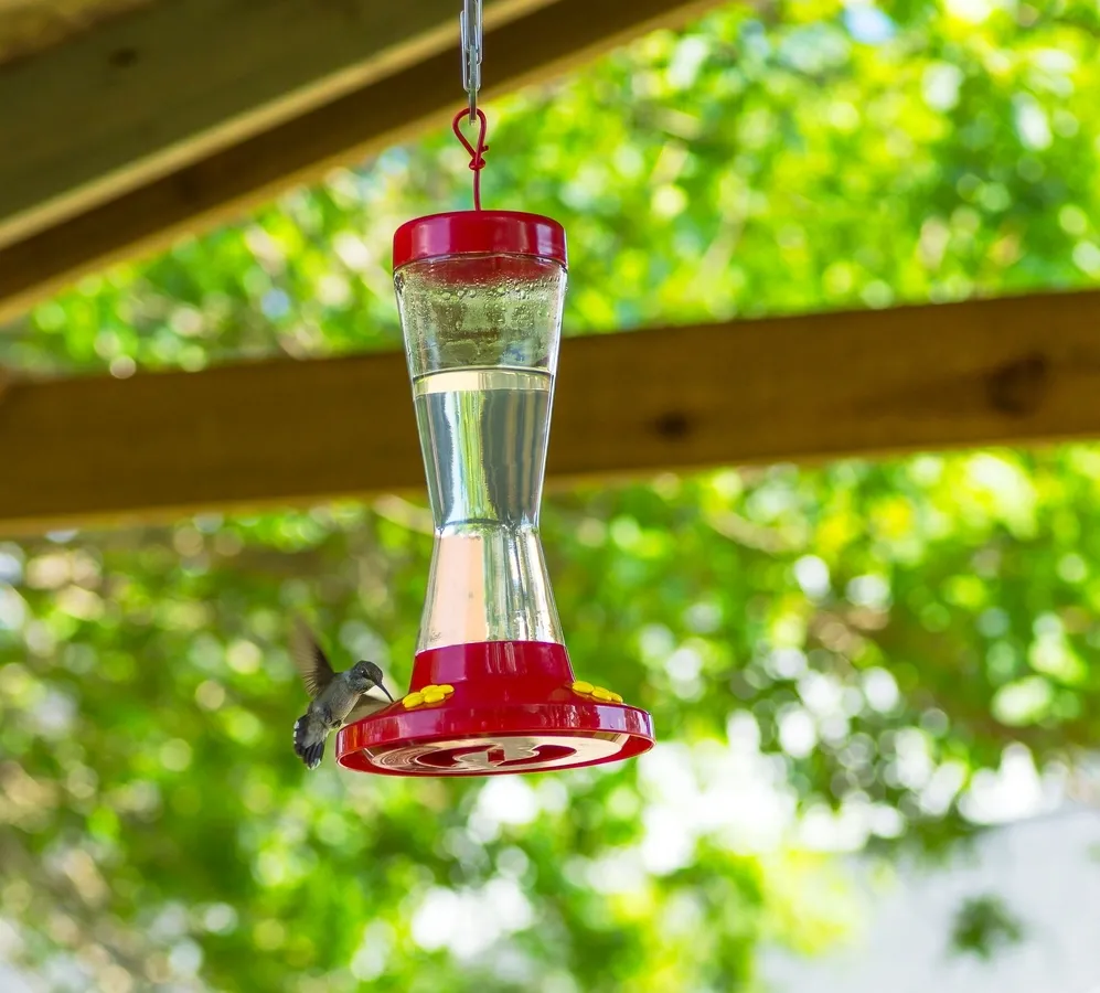 Hummingbird photography