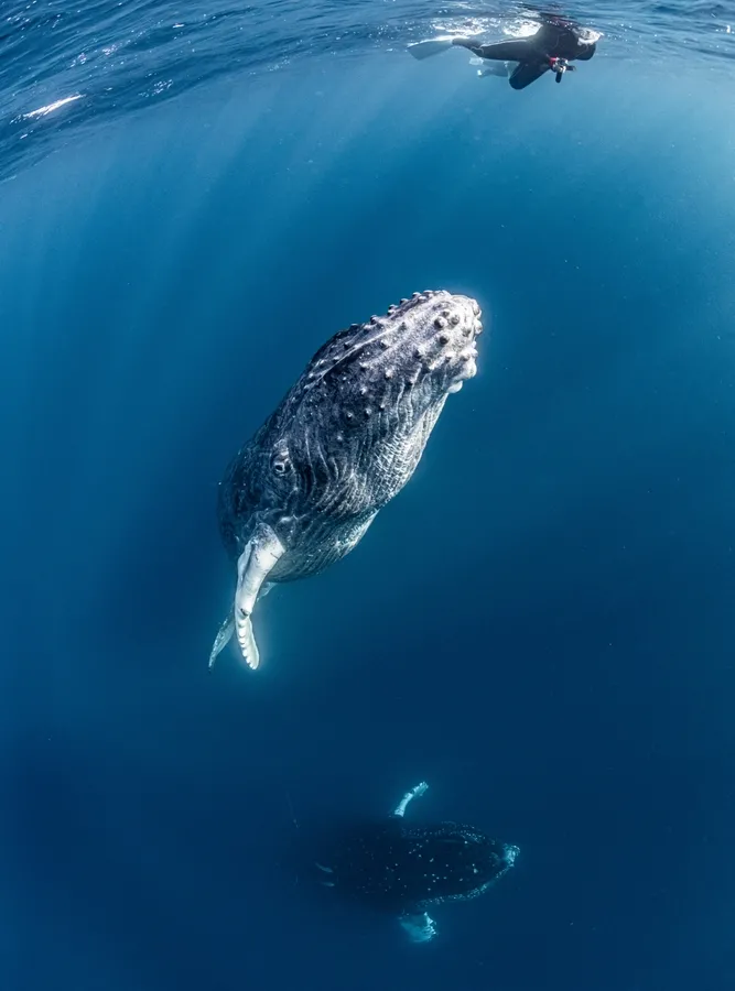 Humpback whale