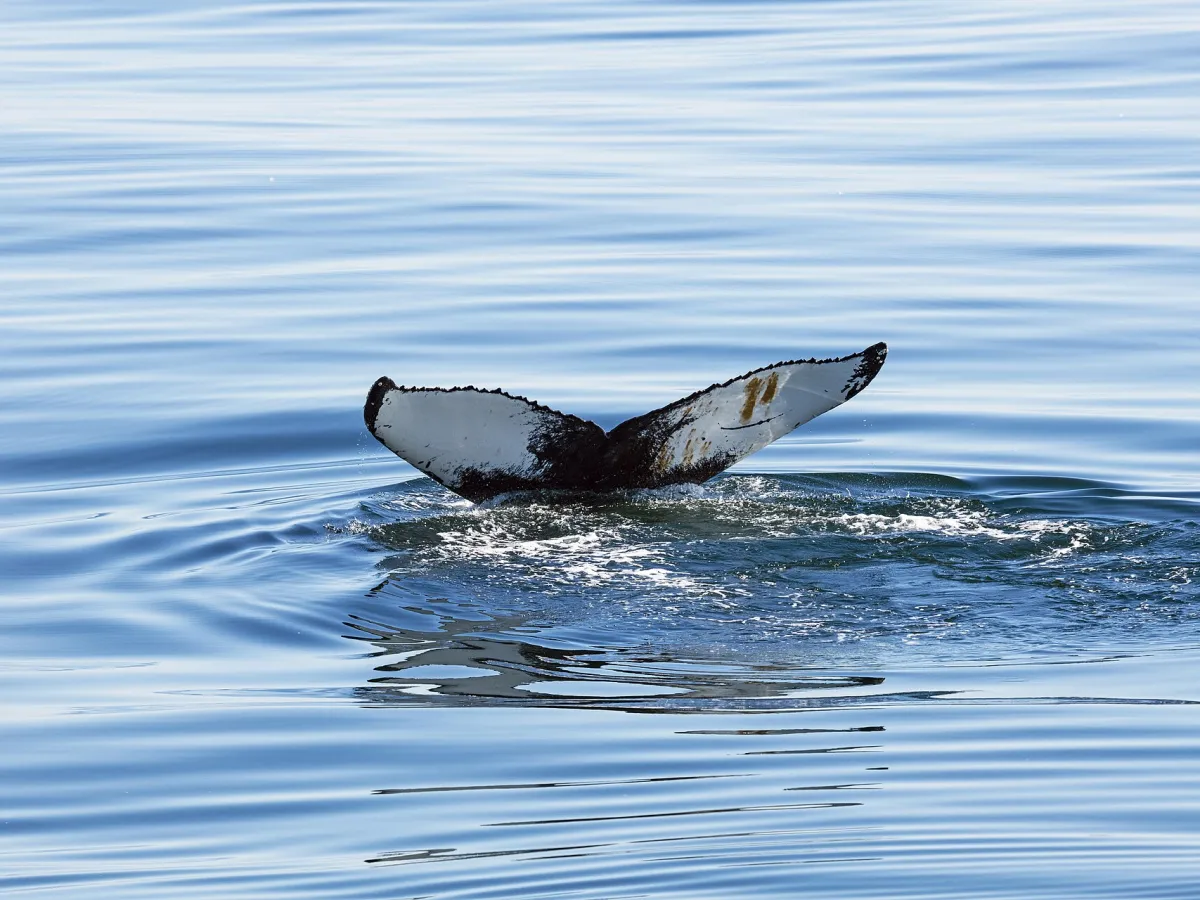 Humpback whale