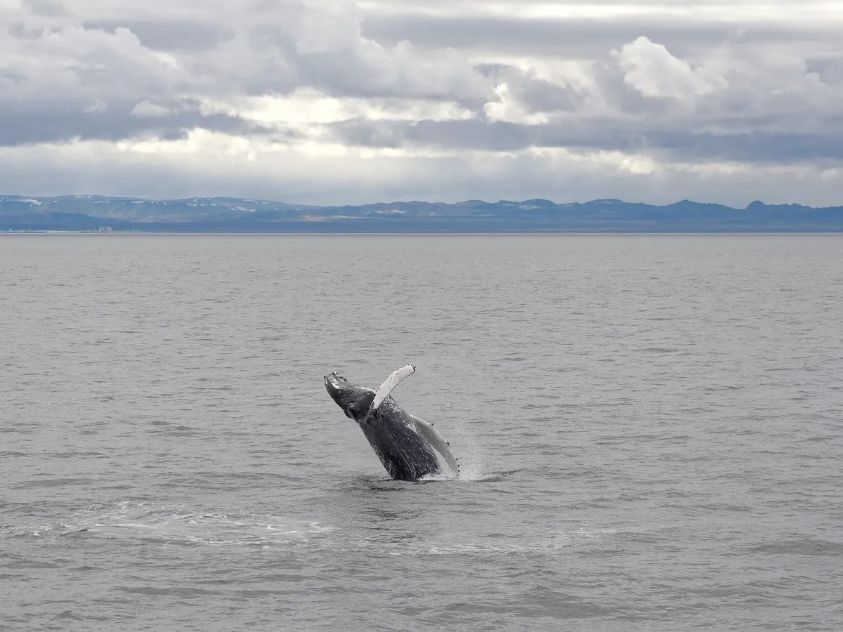 Humpback whale