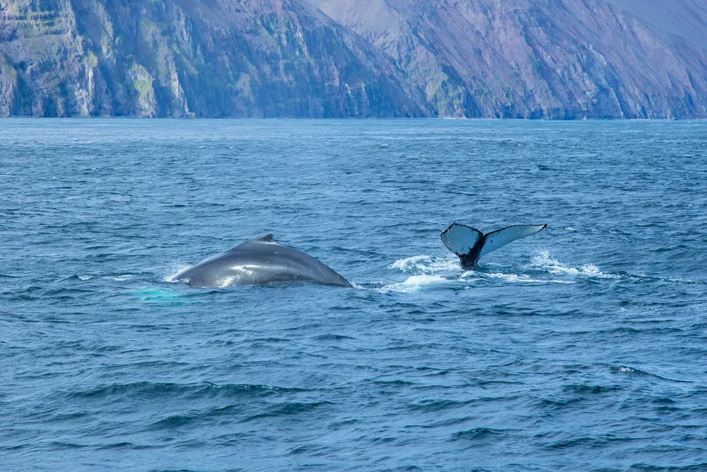 Húsavík whales