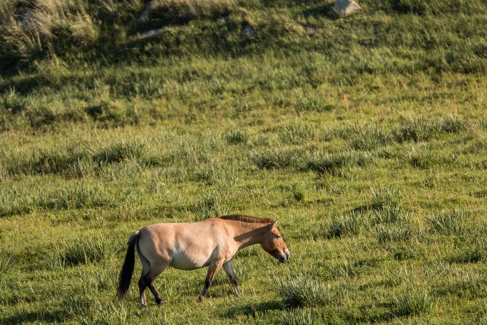 Hustai National Park — wild horses & steppe.