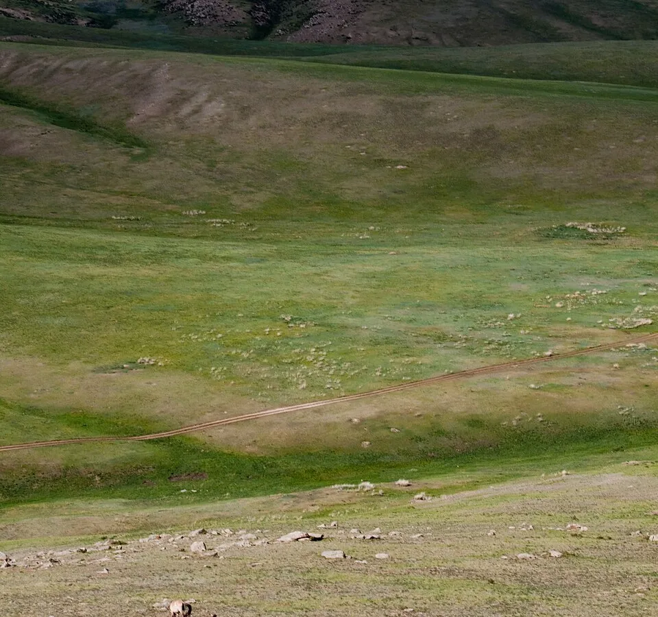 Steppe wildlife