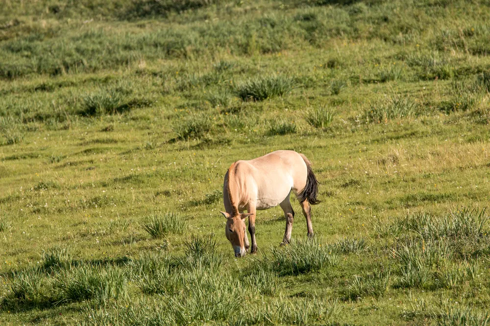 Przewalski's wild horses on the Hustai steppe.