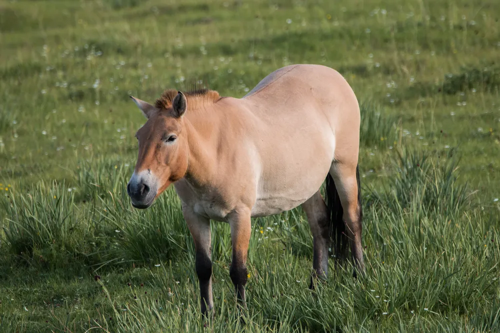 Steppe drives