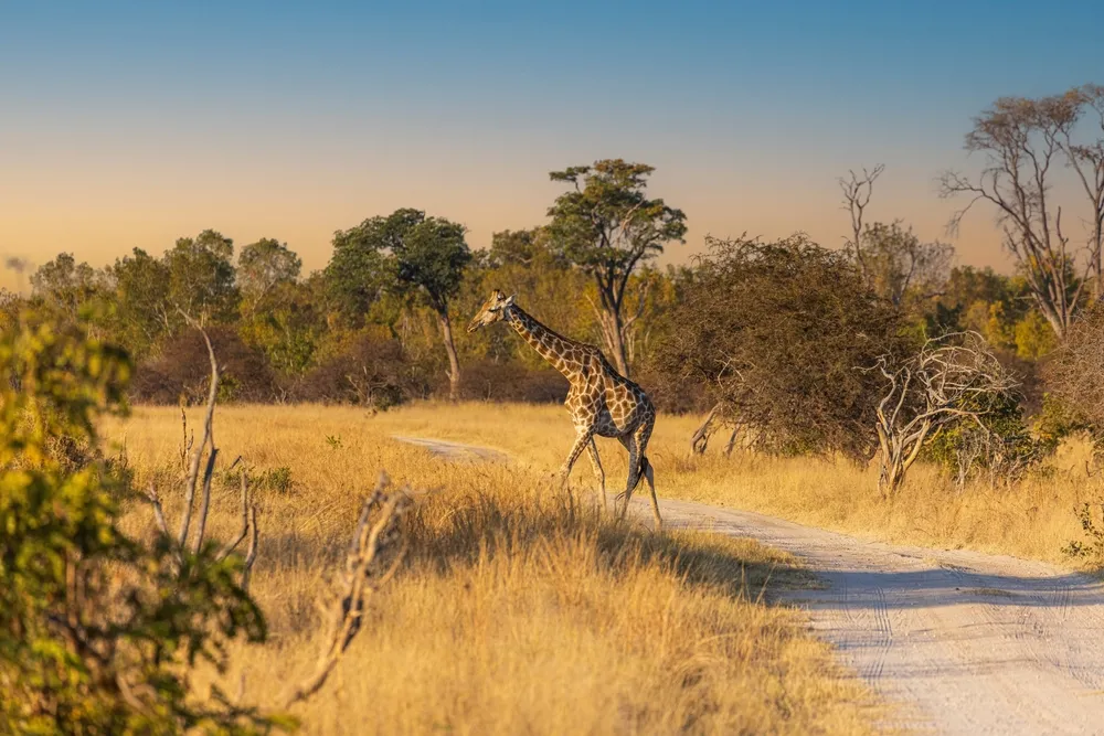 Hwange National Park — national park.