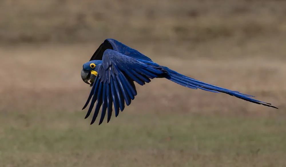 Hyacinth macaws