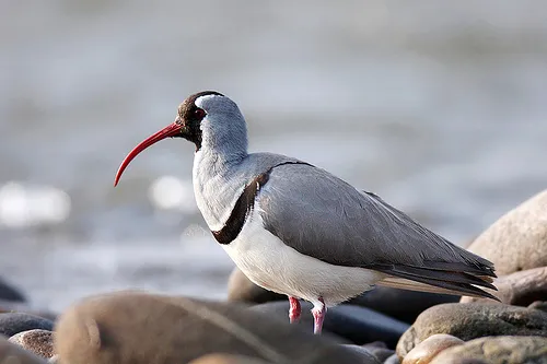 Ibisbill