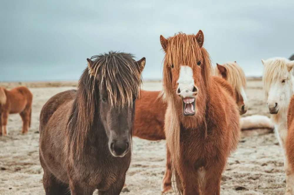 Icelandic horse