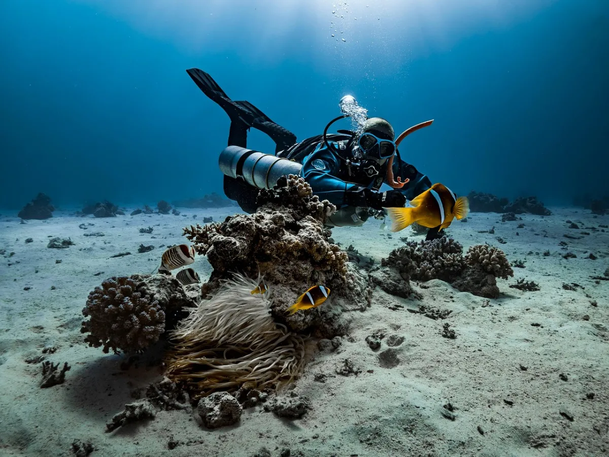Snorkel the reef