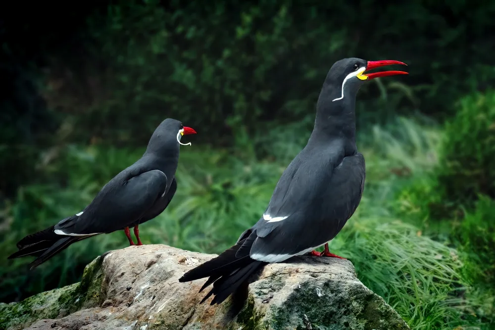 Inca tern