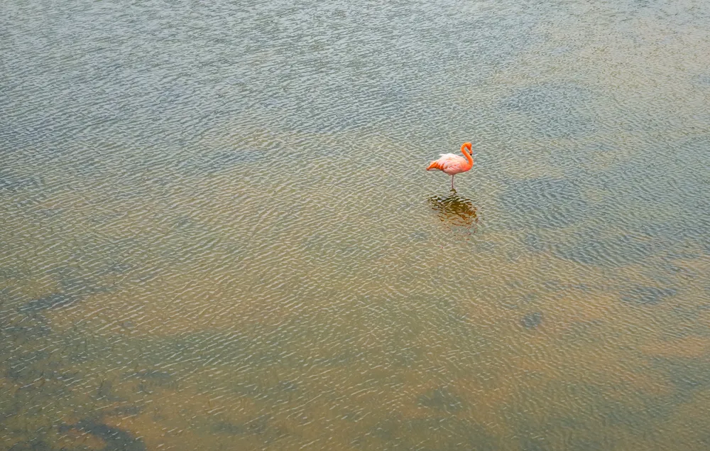 Flamingo lagoons