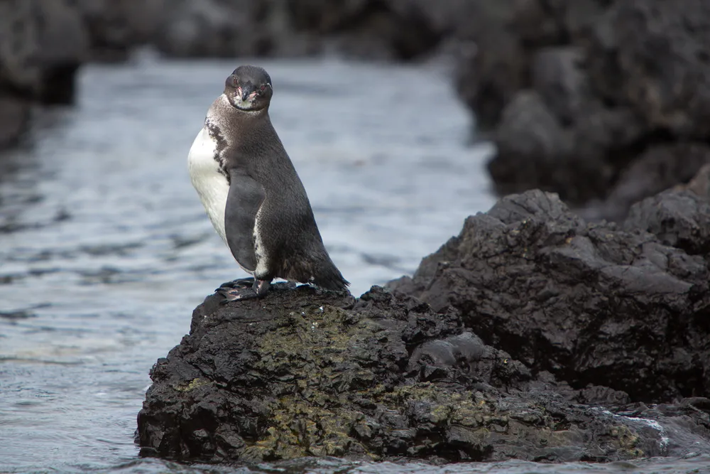 Penguins & snorkelling