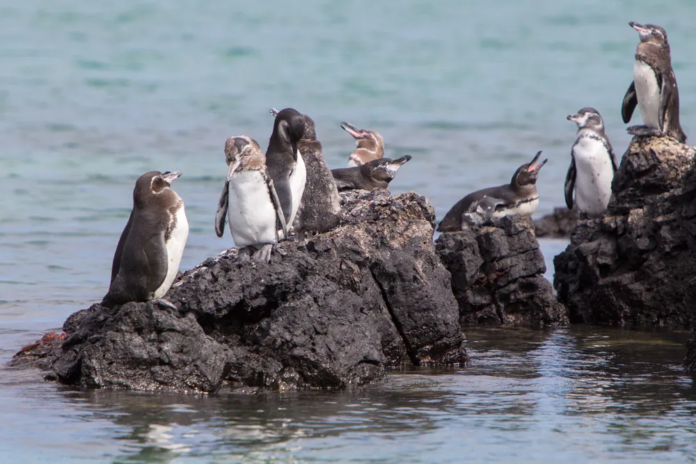 A Galápagos penguin off Isabela.