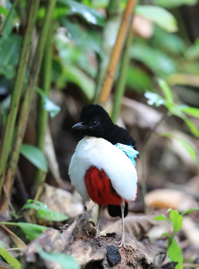 Ivory-breasted pitta
