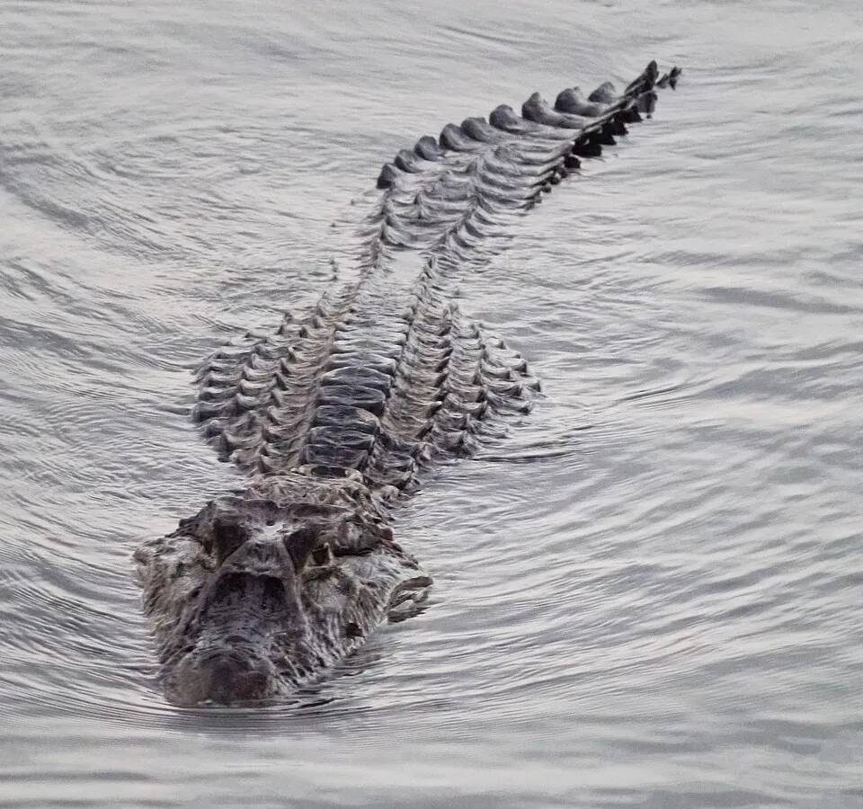 Black caiman