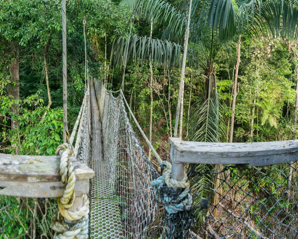 Canopy walkway