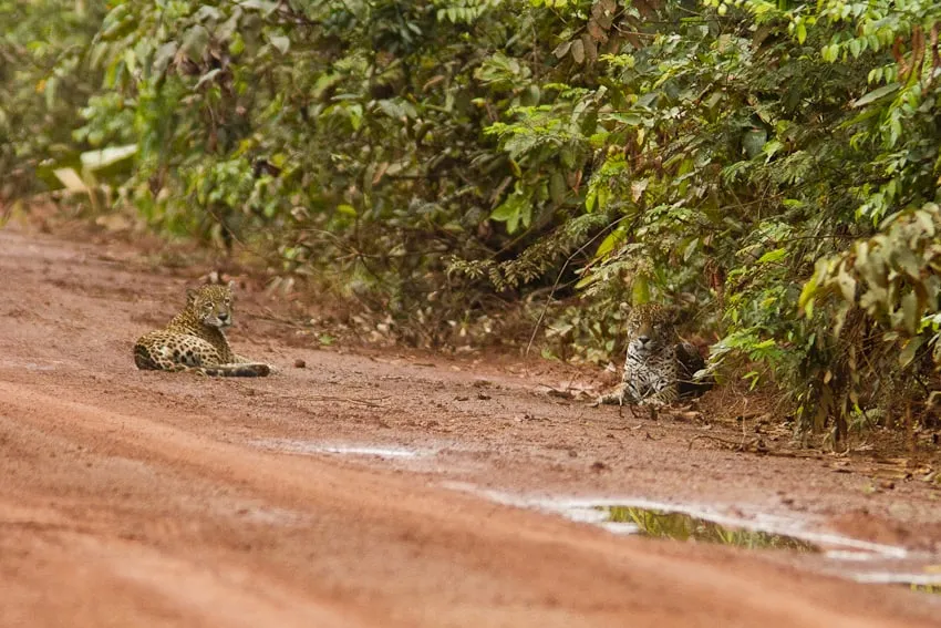 Jaguar road
