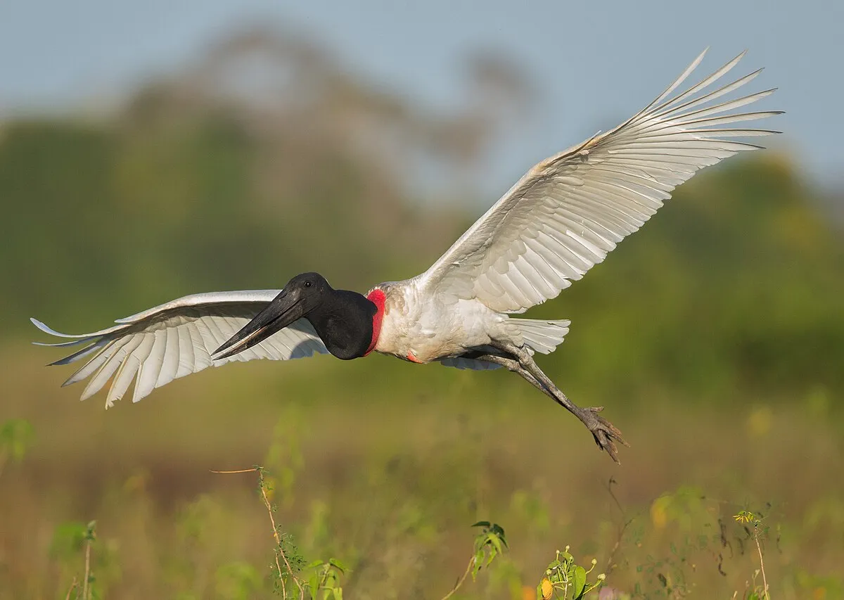 Jabiru