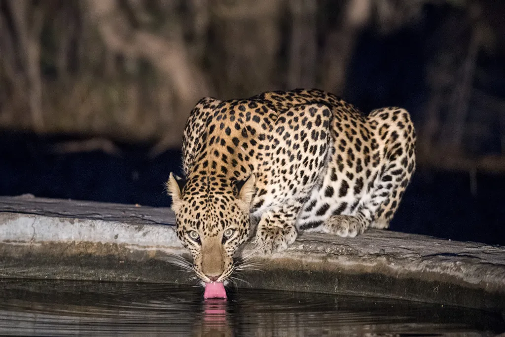 rajasthan-big-cats