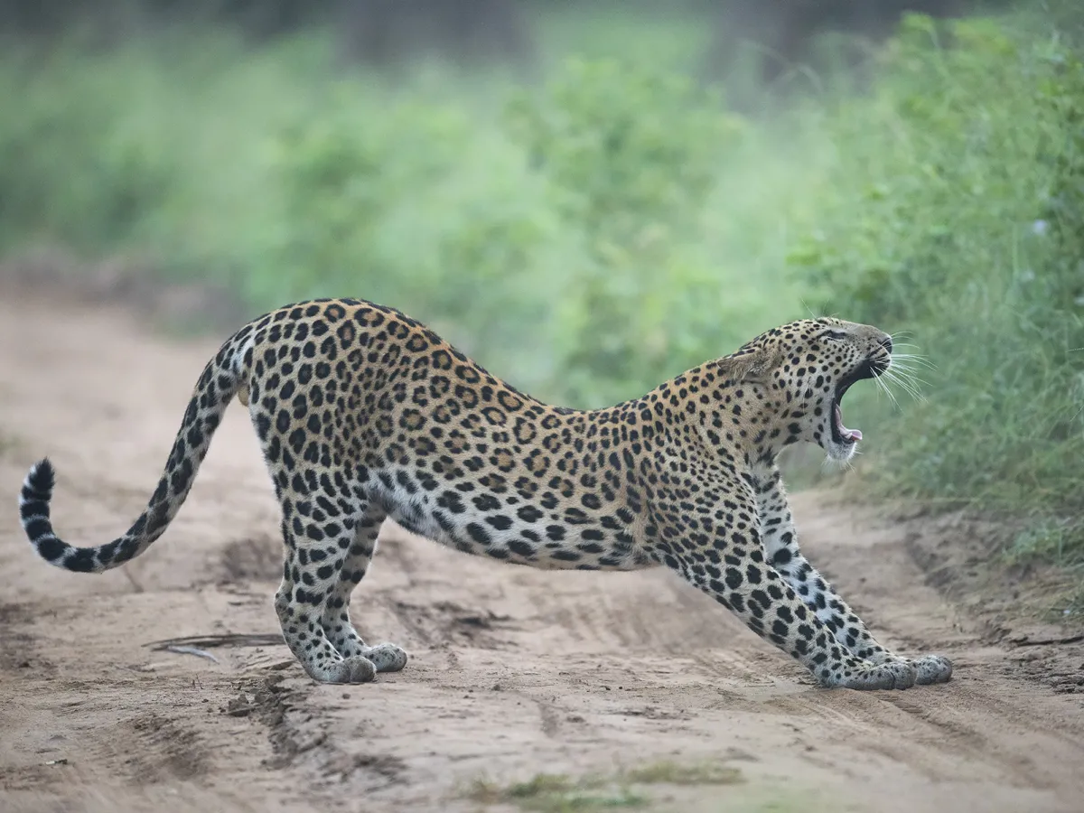 A leopard on a ridge with Jaipur's buildings hazy beyond.