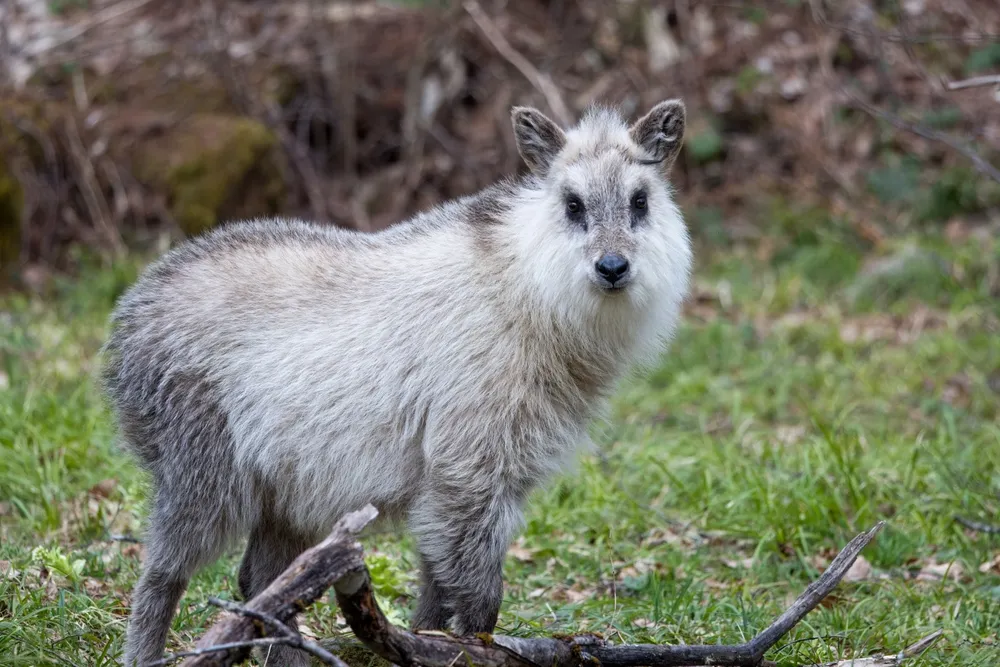 Japanese serow