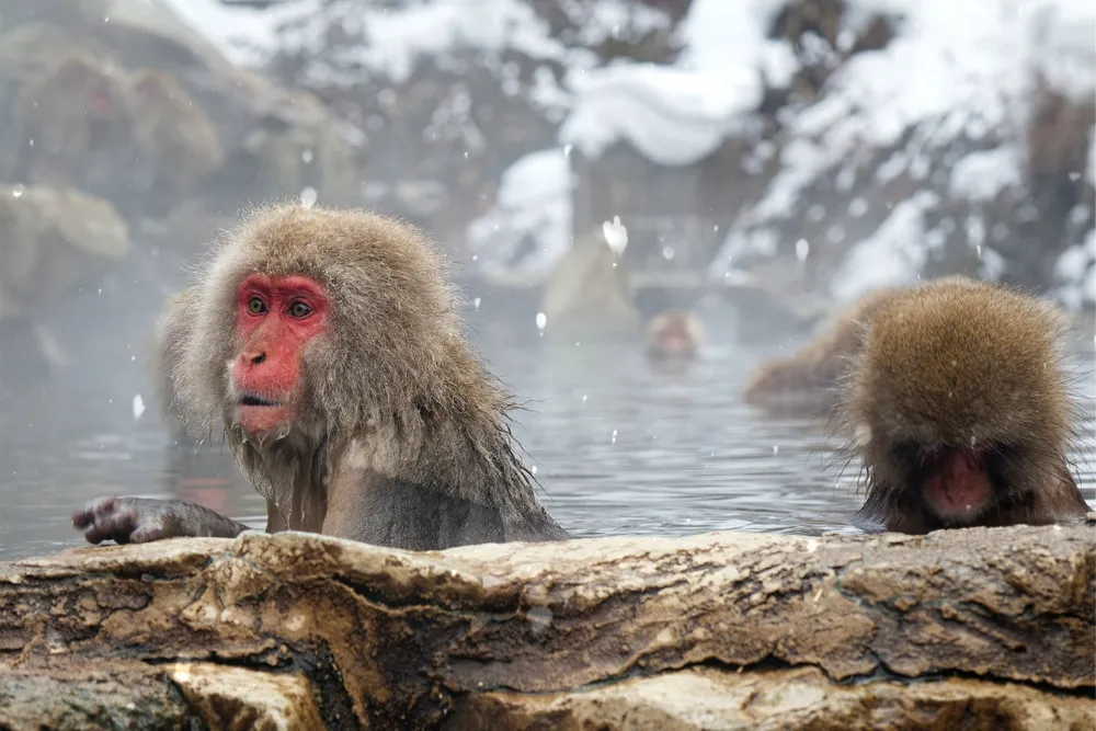 Snow monkeys