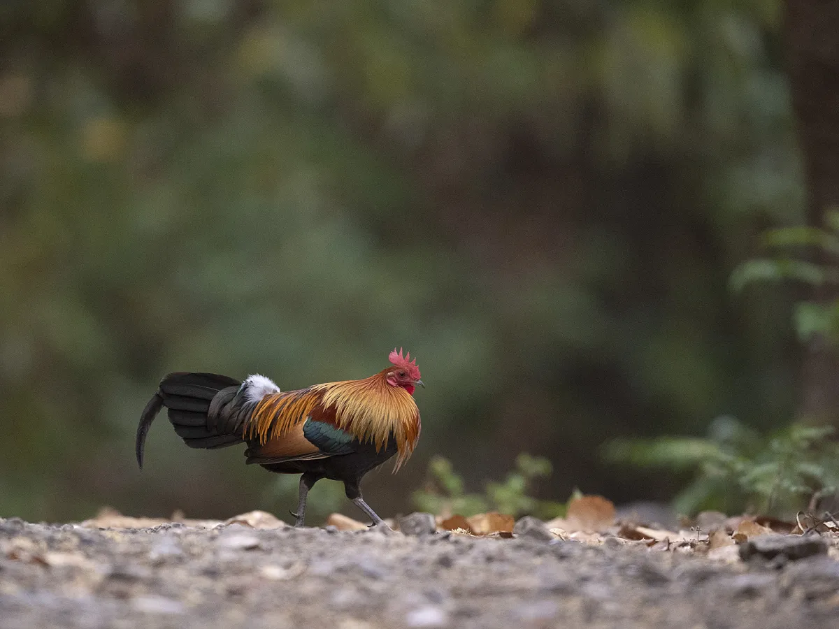 Foothill birding