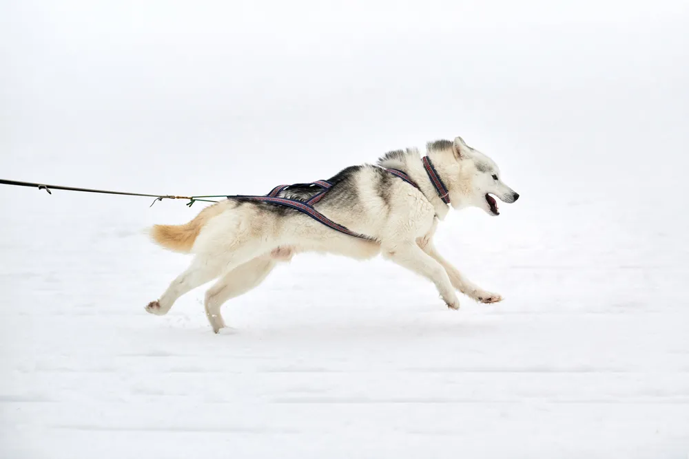 Husky & aurora